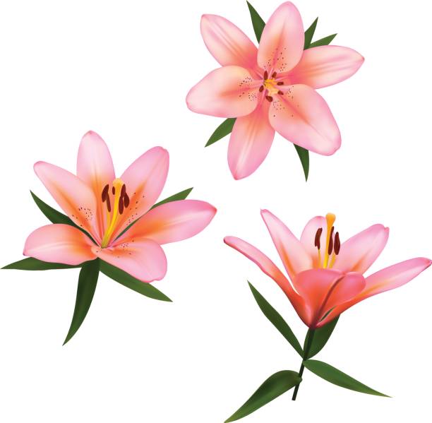 Realistic vector flowers set. Bouquet of pink lilies. Realistic vector flowers set. Bouquet of pink lilies. Isolated vector illustration on white background. day lily stock illustrations