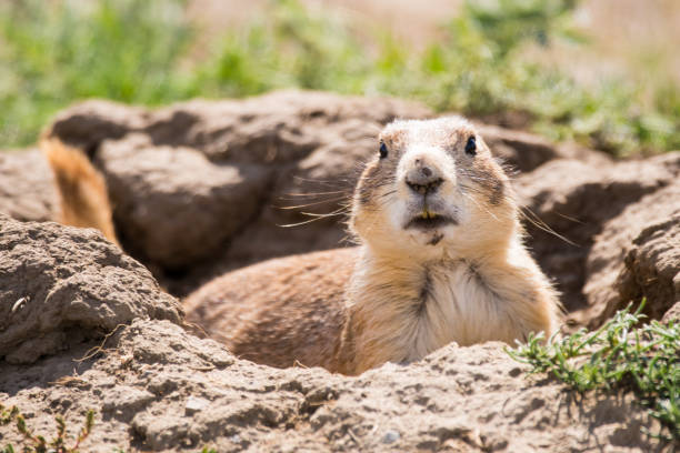 theodore roosevelt national park prairie dogs - american bison north dakota theodore roosevelt national park badlands foto e immagini stock