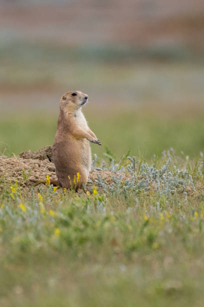 theodore roosevelt national park prairie dogs - american bison north dakota theodore roosevelt national park badlands foto e immagini stock