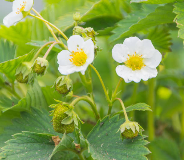 istock summer strawberry Bush with flowers and green berries 802508404