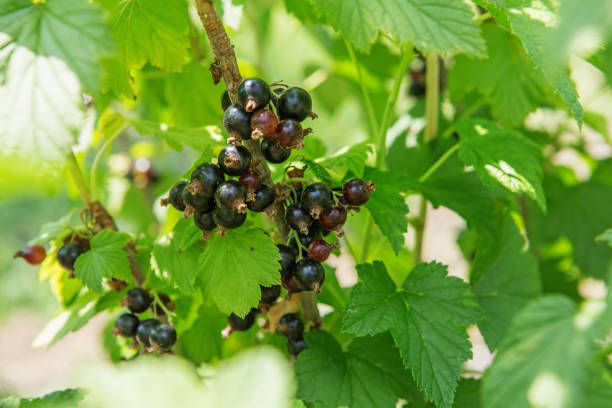 istock Bush of blackcurrant berries in a garden 802517302