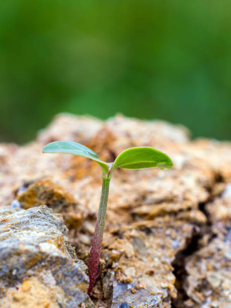 istock Young seeding sprout up rocky mountain soil 802517346