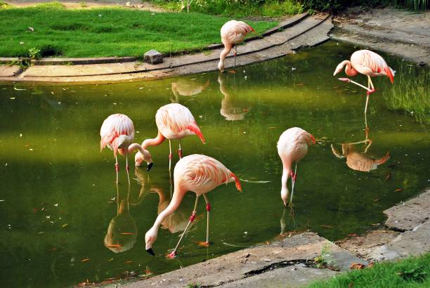 istock American Flamingo ( Phoenicopterus ruber ) 802517880