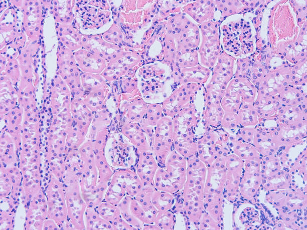 istock Histology of human tissue 802518036