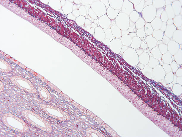 Histology of human tissue Histology of human tissue, show transitional epithelium tissue and simple cuboidal epithelium tissue with microscope view cuboidal epithelium stock pictures, royalty-free photos & images