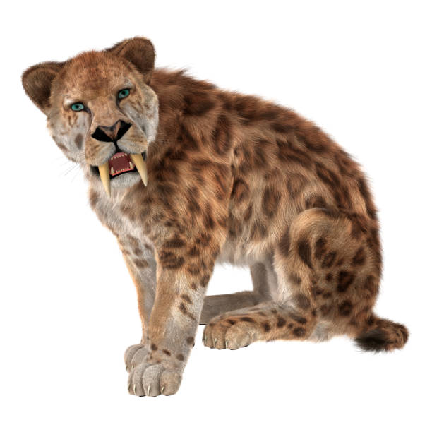 istock 3D Rendering Smilodon or Saber Toothed Cat on White 802531302