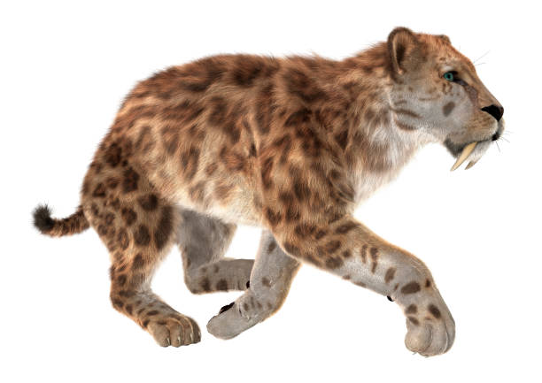 istock 3D Rendering Smilodon or Saber Toothed Cat on White 802531310