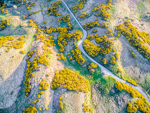 Aerial view of scottish single track road with passing places broom on a moor in the highlands