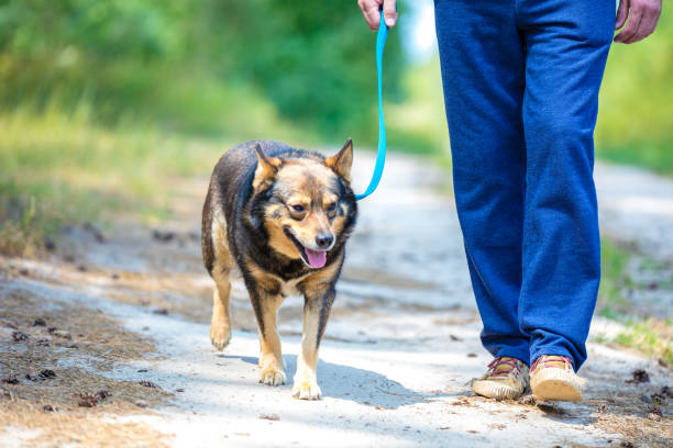 istock A man walking with a dog on a dirt road in summer 802538988