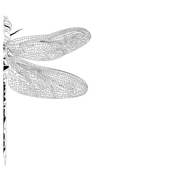 istock Elegant partial dragonfly insect detailed sketch in black and white 802542892