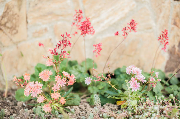 Lewisia and Heuchera in front the Hose in the Spring Lewisia and Heuchera in front the Hose in the Sprin lewisia rediviva stock pictures, royalty-free photos & images