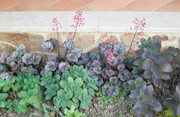 Lewisia Purpurea and Hermelika in front the Home in the Spring