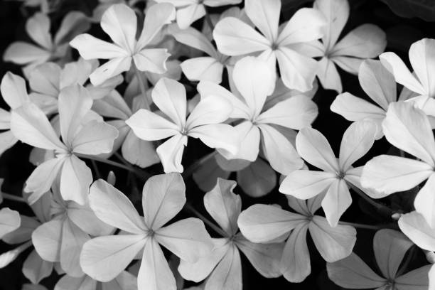 white flower in garden.