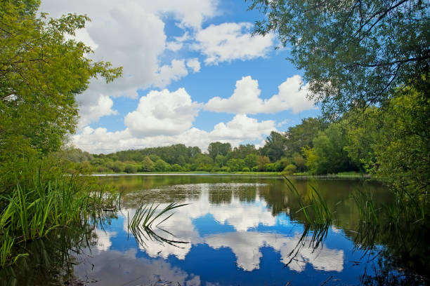 istock Pond with the reflected clouds in the forest. Summer landscape 802551416