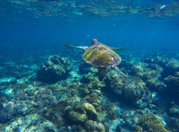 istock Sea tortoise underwater photo portrait 802552080
