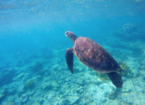 istock Green sea turtle in turquoise water 802552370