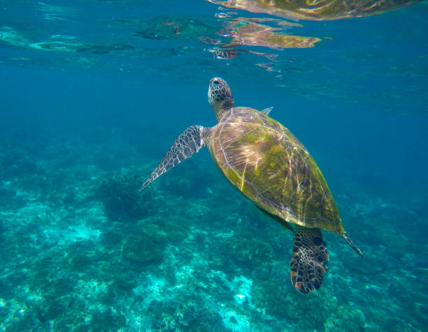 istock Green sea turtle taking a breath 802552504
