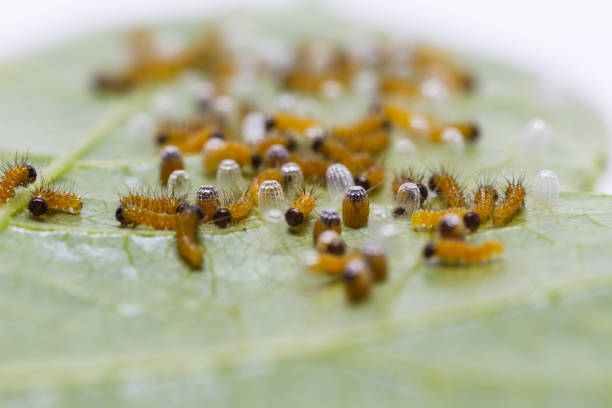 Caterpillar of Leopard lacewing (Cethosia cyane euanthes) butterfly emerging from eggs and eating their eggs