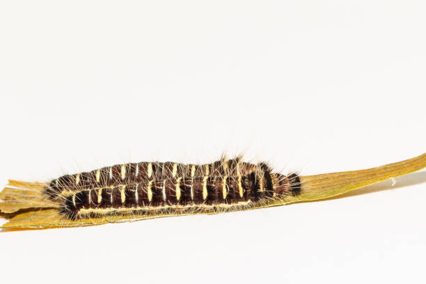 istock Black caterpillar of common duffer butterfly (Discophota sondaica Boisduval) 802556966
