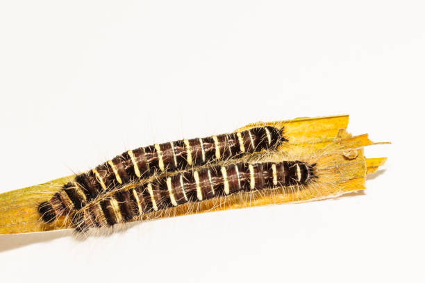 Black caterpillar of common duffer butterfly (Discophota sondaica Boisduval)