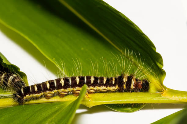 Black caterpillar of common duffer butterfly (Discophota sondaica Boisduval)