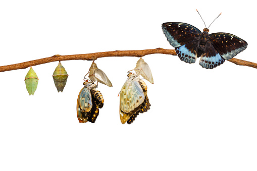 Isolated transformation of Male Common Archduke butterfly emerging from chrysalis ( Lexias pardalis jadeitina ) hanging on twig with clipping path