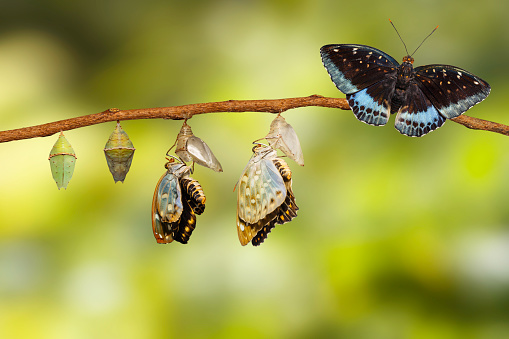 Transformation of Male Common Archduke butterfly emerging from chrysalis ( Lexias pardalis jadeitina ) hanging on twig with clipping path