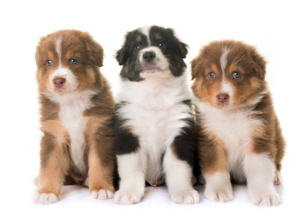 istock puppies australian shepherd dog 802573872