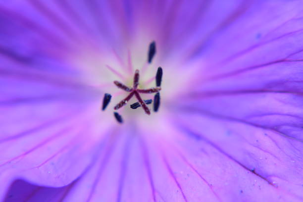 istock In the middle of a geranium flower 802574064