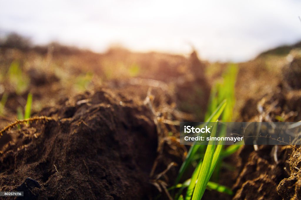 Macro De Primer Plano De Un Surco De La Avena Sembrada En Un Campo Foto de  stock y más banco de imágenes de Agricultura - iStock