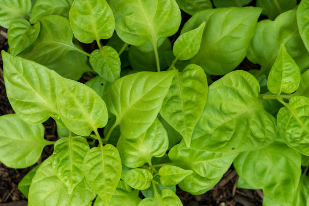 istock Sweet pepper plant (Capsicum sp.) 802577906