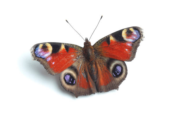 istock European Peacock (Inachis io) isolated on white 802578468