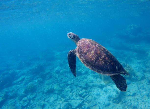 istock Undersea photo with sea turtle with text place 802579258