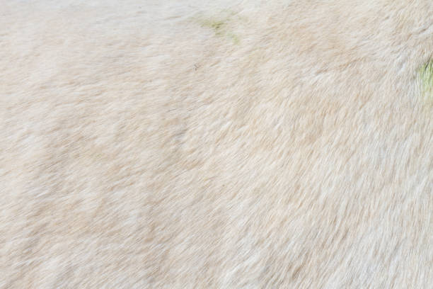 Macro closeup of a white horse's fur