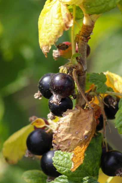 istock berries in a german cottage garden 802581452