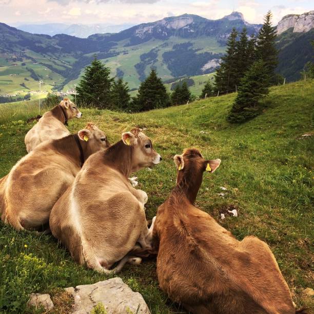 Four cows resting in a field Swiss cows resting near the hiking trail on Ebenalp. appenzell innerrhoden stock pictures, royalty-free photos & images