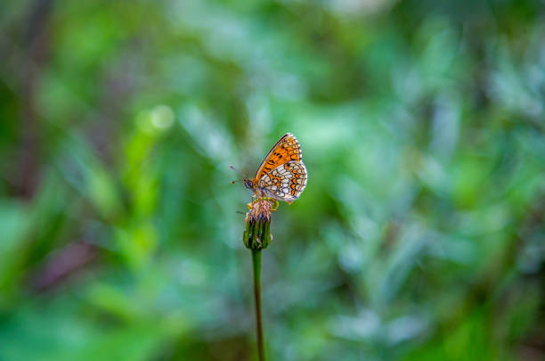 Little butterfly in a green field