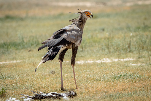 Secretary Bird On A Kill In The Kalagadi Stock Photo - Download Image Now -  Africa, Animal, Beak - iStock