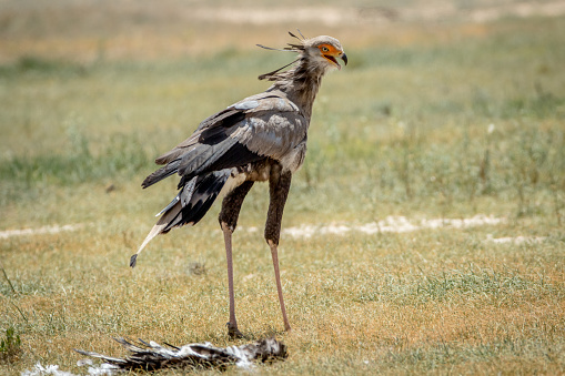 Secretary Bird On A Kill In The Kalagadi Stock Photo - Download Image Now - Africa, Animal, Beak - iStock Secretary Bird On A Kill In The Kalagadi Stock Photo - Download Image Now - Africa, Animal, Beak - iStock