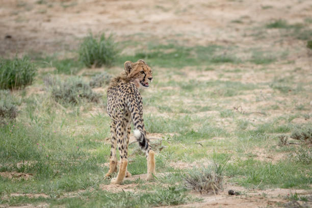 istock Young Cheetah standing in the grass. 802590742