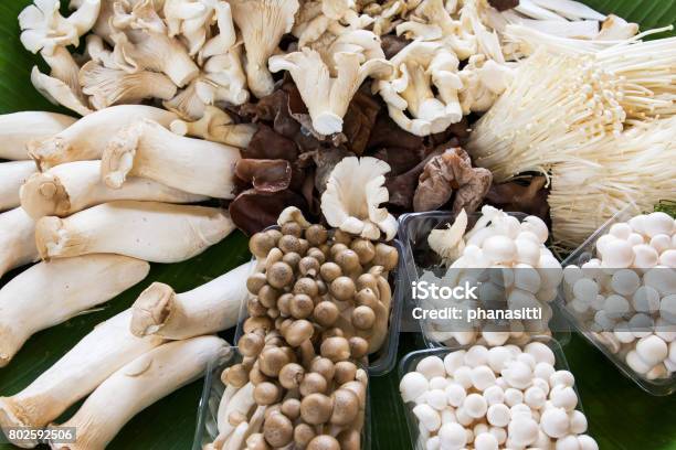 Variety Of Mushrooms Background Stock Photo - Download Image Now - Mushroom, Edible Mushroom, Variation