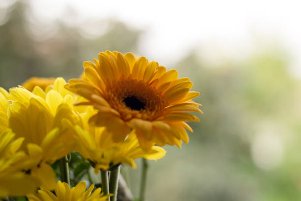 Close up beautiful chrysanthemums and gerbera flowers with bokeh in the background