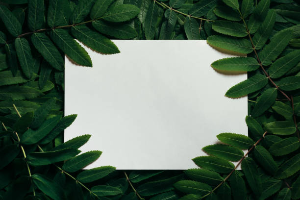 istock Creative layout made of green leaves. Flat lay. Nature concept. 802592756