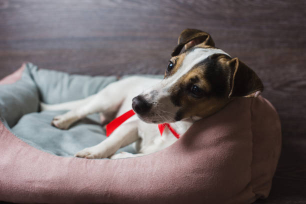 istock Jack Russell Terrier in lounger dog bed 802593486