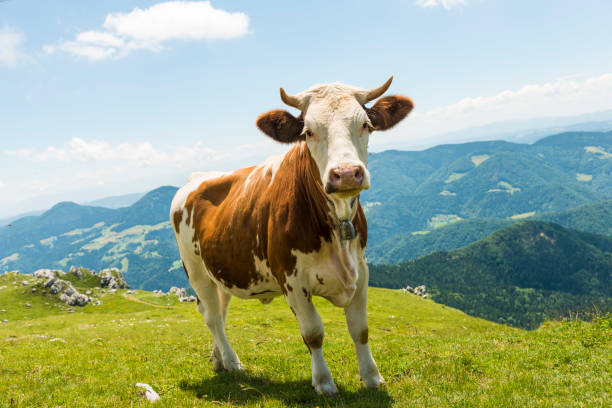 istock Happy cow in nature 802595866