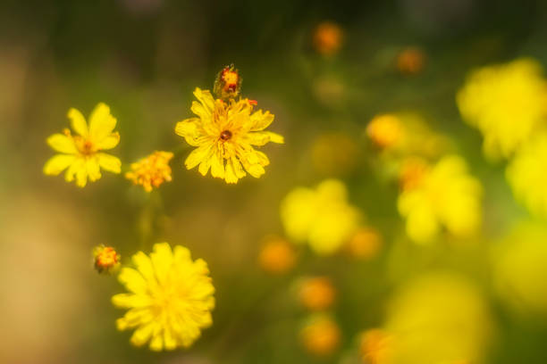 istock Yellow meadow flowers from the bird's perspective 802596616