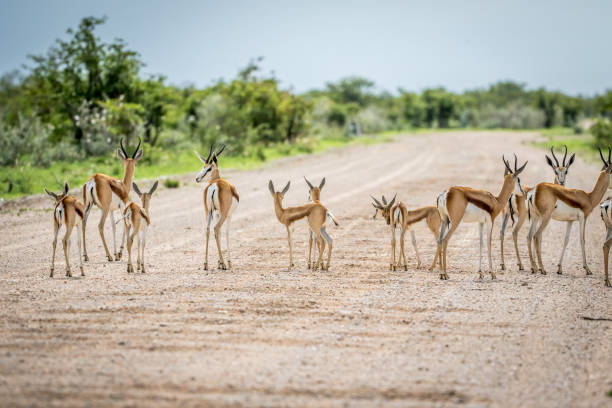 istock Herd of Springboks standing on the road. 802596844