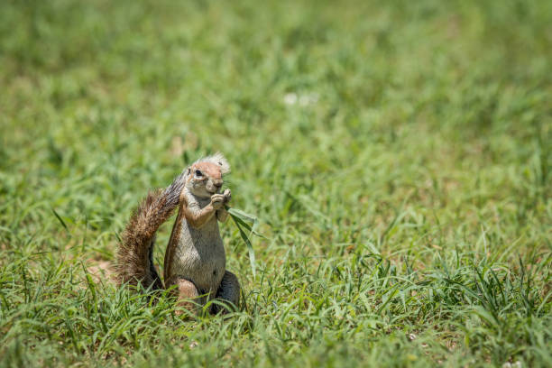 istock Ground squirrel eating grass in Kalagadi. 802596860