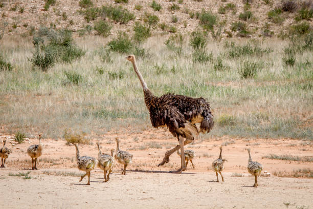 istock Mother Ostrich with lots of chicks. 802599104