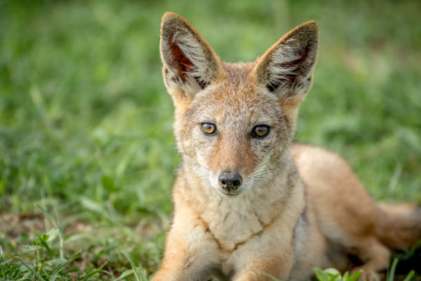 istock Black-backed jackal starring at the camera. 802599132